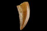 Serrated, Raptor Tooth - Real Dinosaur Tooth #124874-1